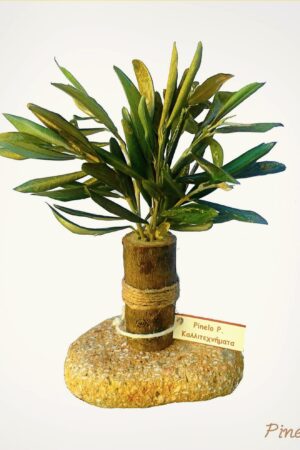 Ειδική παραγγελία δεντράκι ελιάς