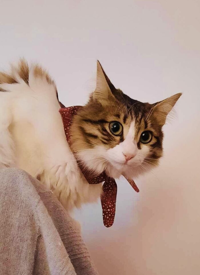 Μπαντάνα διπλής όψης με πιτσίλες